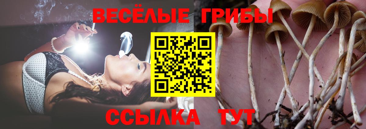 Псилоцибиновые грибы мицелий Печора